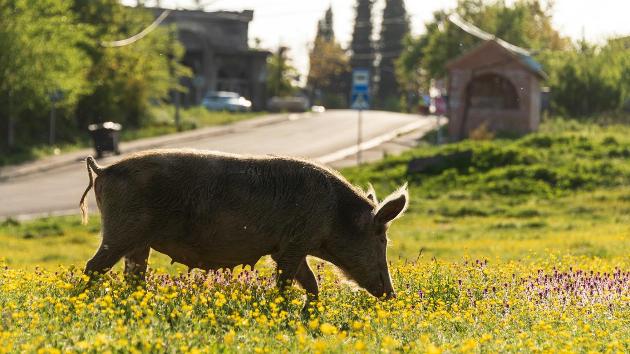 Pig in a farm